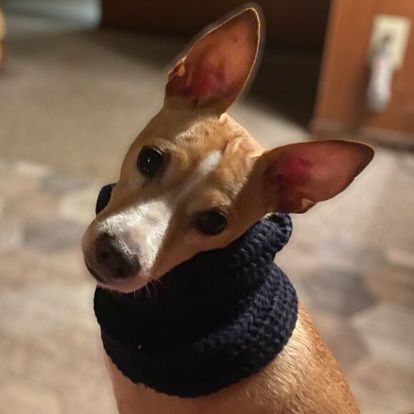 🎈Chunky Knit Infinity Dog Scarf - Picture 1 of 7